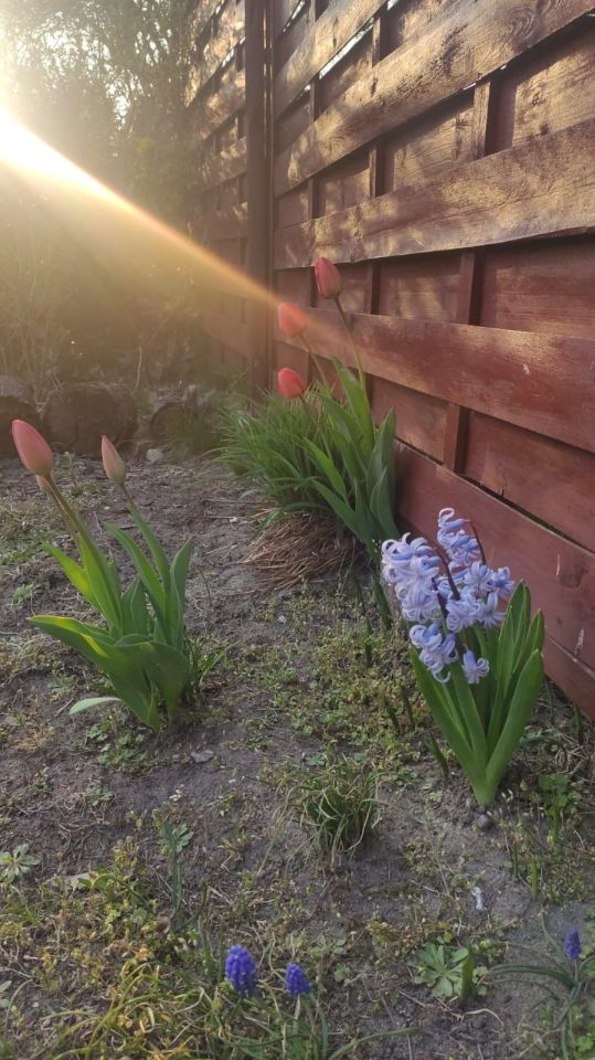 Działka rod Sochaczew. Zdjęcie 7