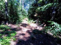 Działka Wiewiórczyn. Zdjęcie 1