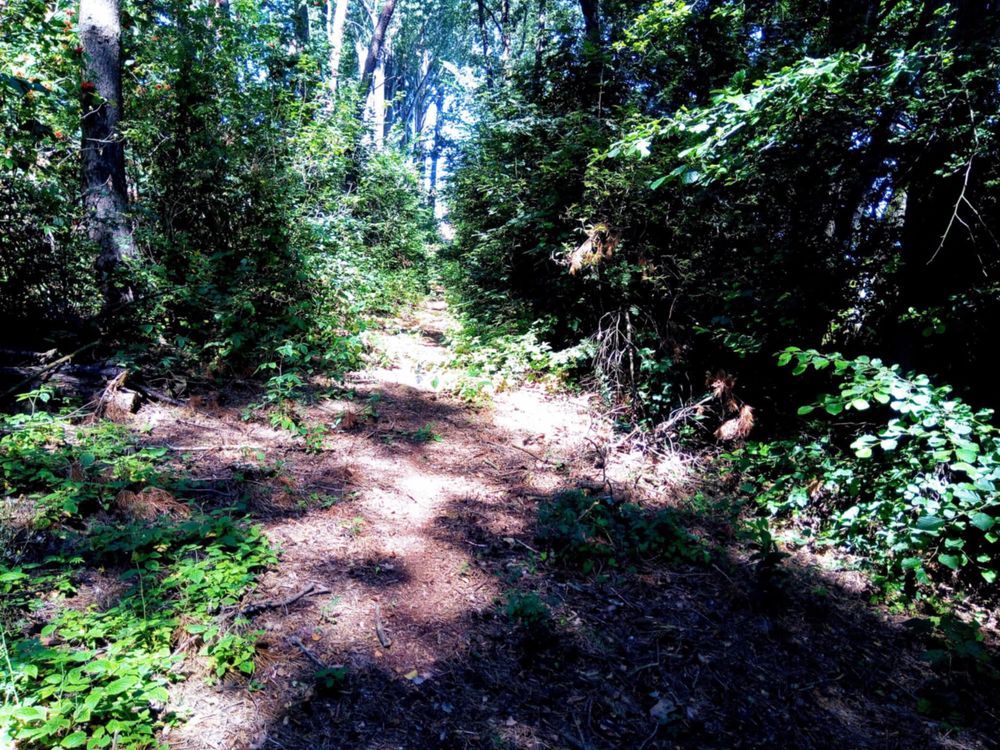 Działka Wiewiórczyn. Zdjęcie 2