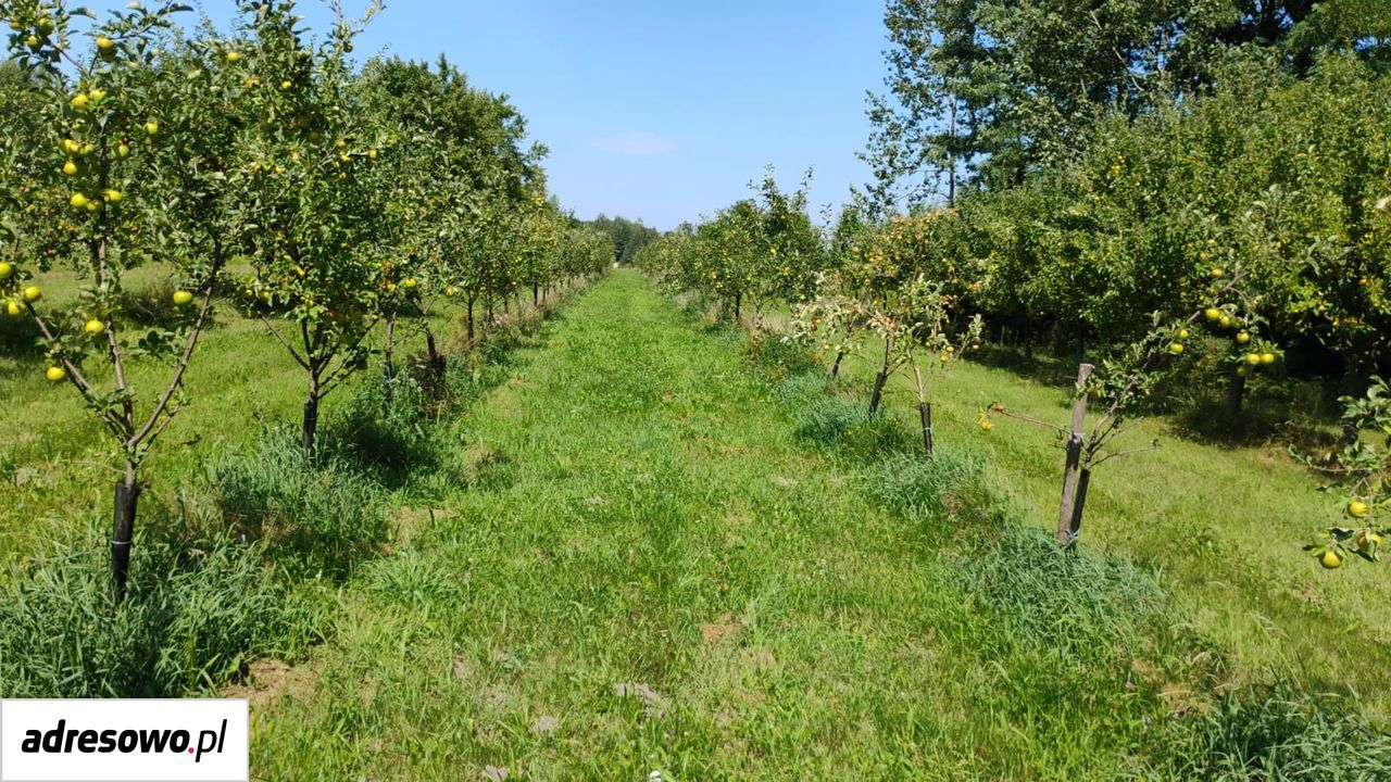 Działka rolno-budowlana Błeszno. Zdjęcie 6