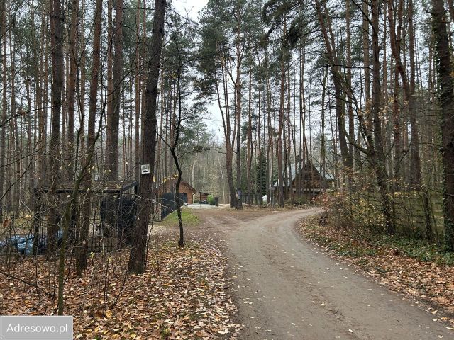 Działka leśna Adamów-Wieś. Zdjęcie 1
