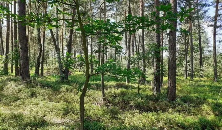 Działka budowlana Gródek