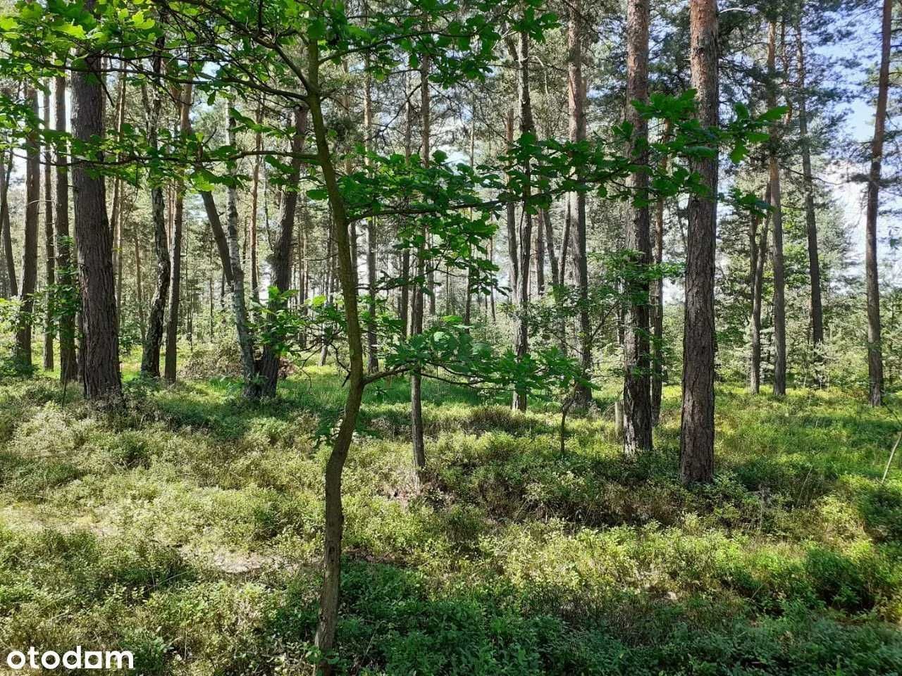 Działka budowlana Gródek