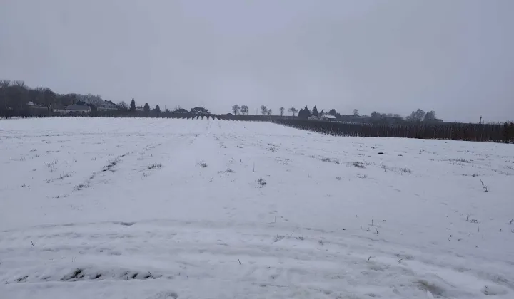 Działka rolna Wola-Chojnata