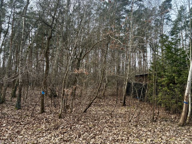 Działka leśna Nowy Prażmów, ul. Leśna. Zdjęcie 1