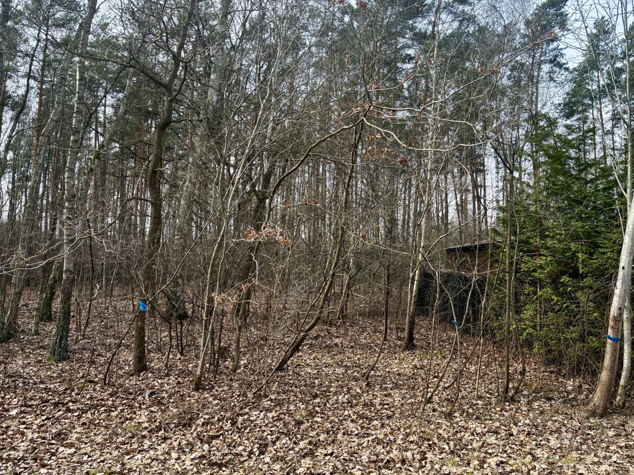 Działka leśna Nowy Prażmów, ul. Leśna. Zdjęcie 3