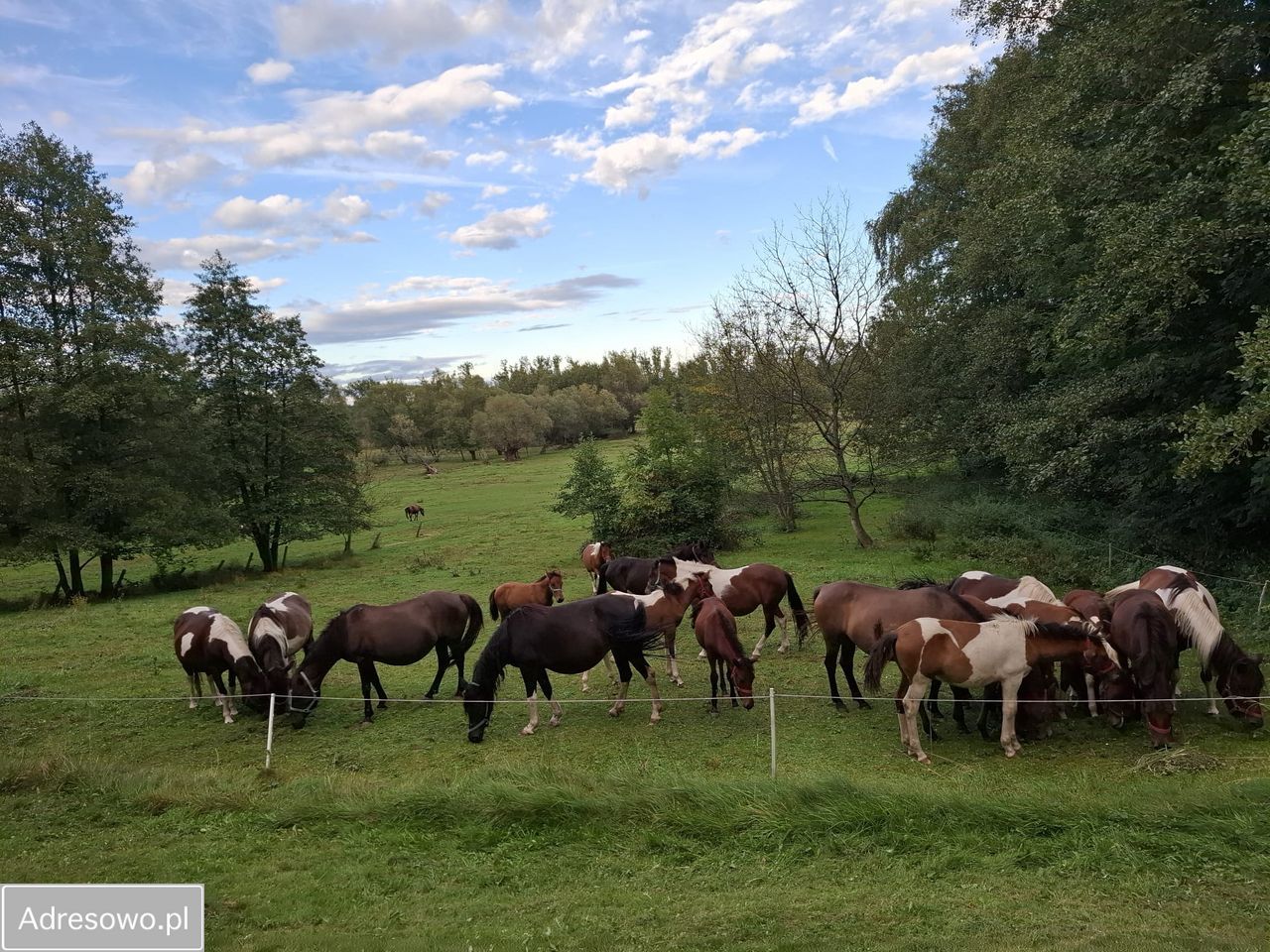 dom wolnostojący, 7 pokoi Bujaków. Zdjęcie 13