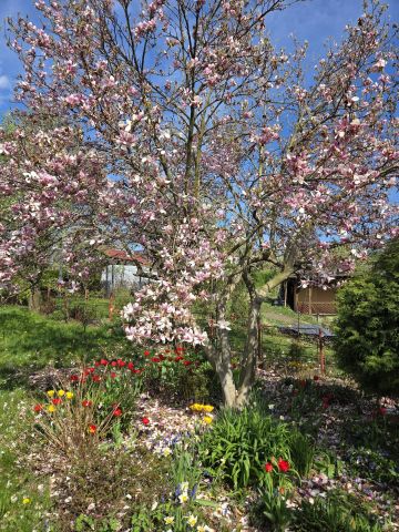Działka rod Bielsko-Biała Lipnik, ul. Łąkowa. Zdjęcie 1