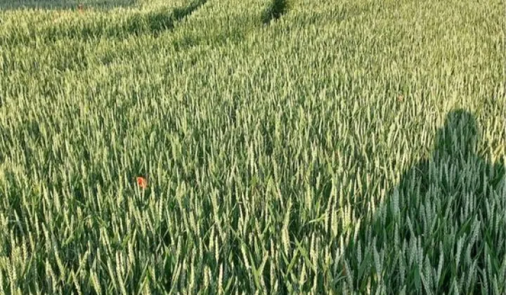 Działka rolna Cieszanowice