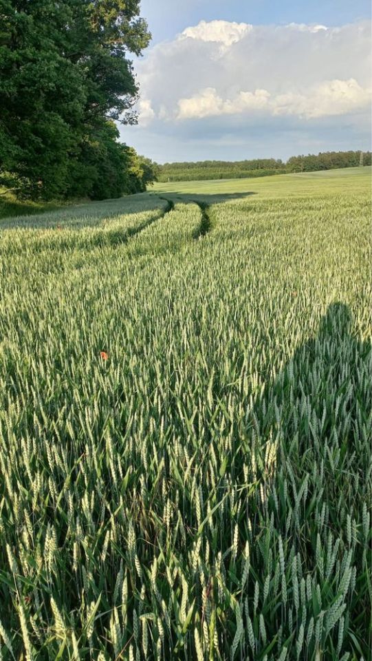 Działka rolna Cieszanowice. Zdjęcie 1