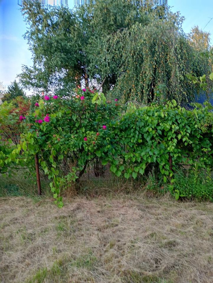 Działka rod Warszawa Wilanów. Zdjęcie 1