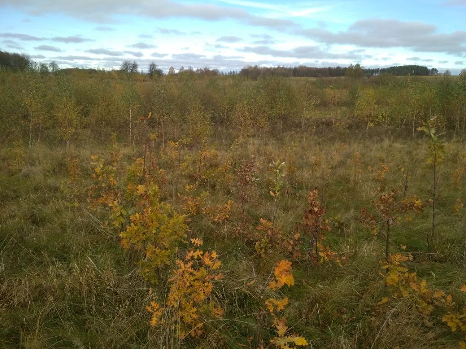 Działka leśna Stręgielek. Zdjęcie 3