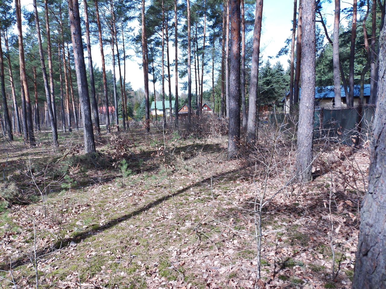 Działka budowlana Marynino, Sosnowa. Zdjęcie 9