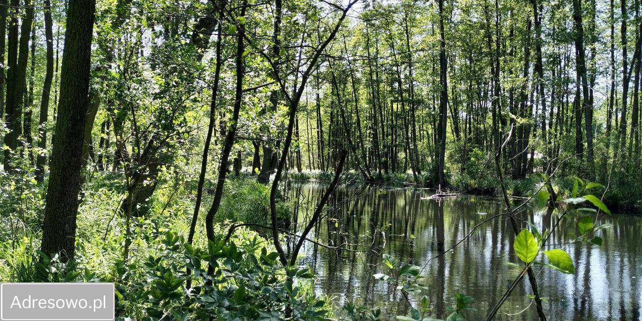 Działka siedliskowa Roszkowo Roszkówko. Zdjęcie 15