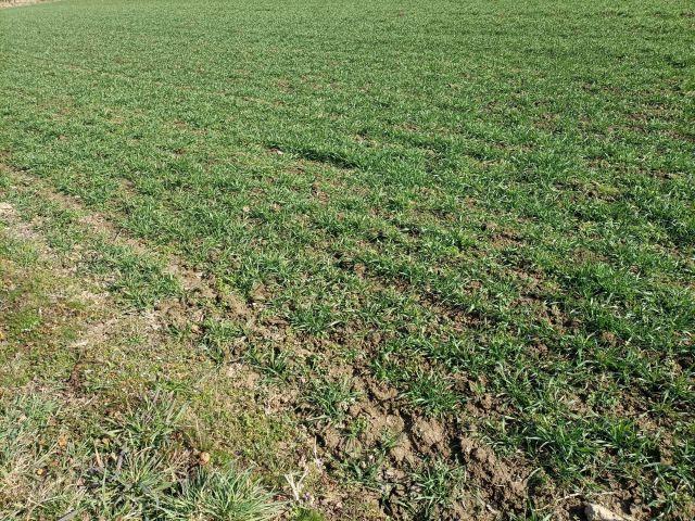 Działka budowlana Brennik. Zdjęcie 1