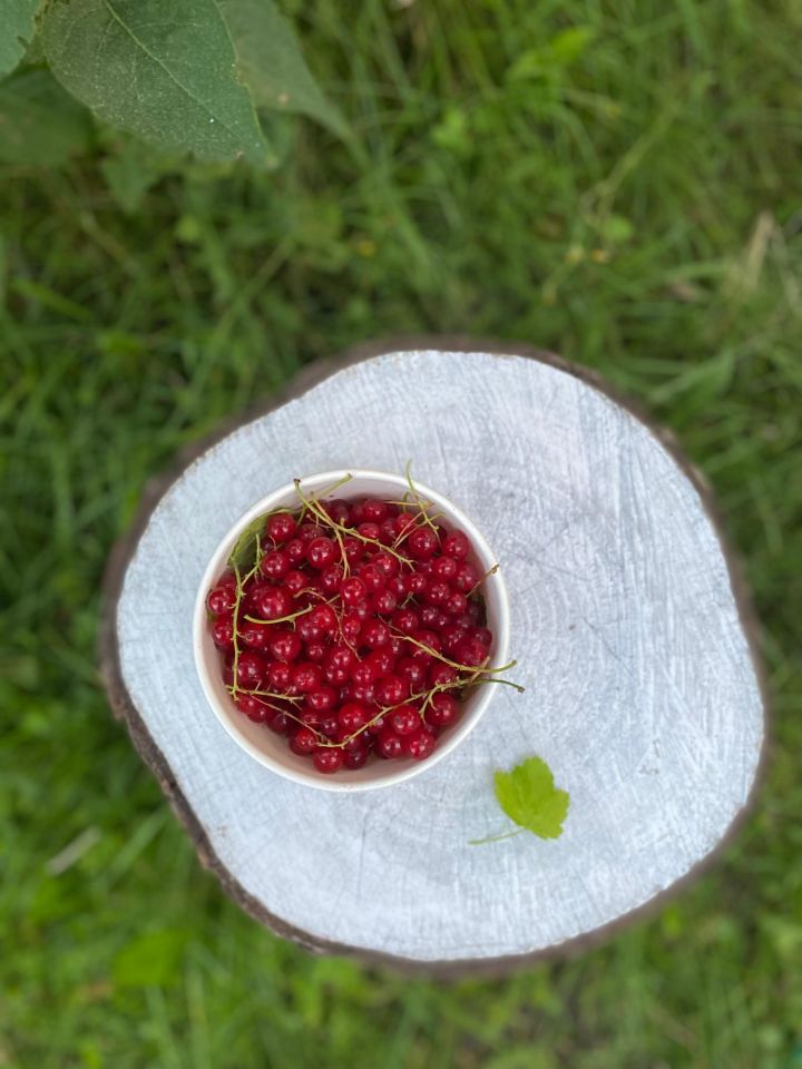 Działka rod Gdańsk. Zdjęcie 27