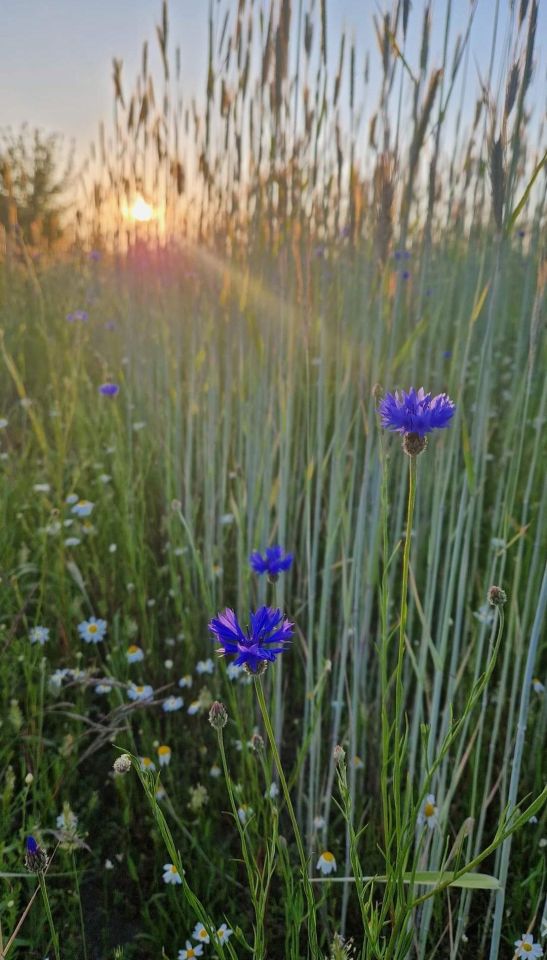 bliźniak, 4 pokoje Jachranka. Zdjęcie 36