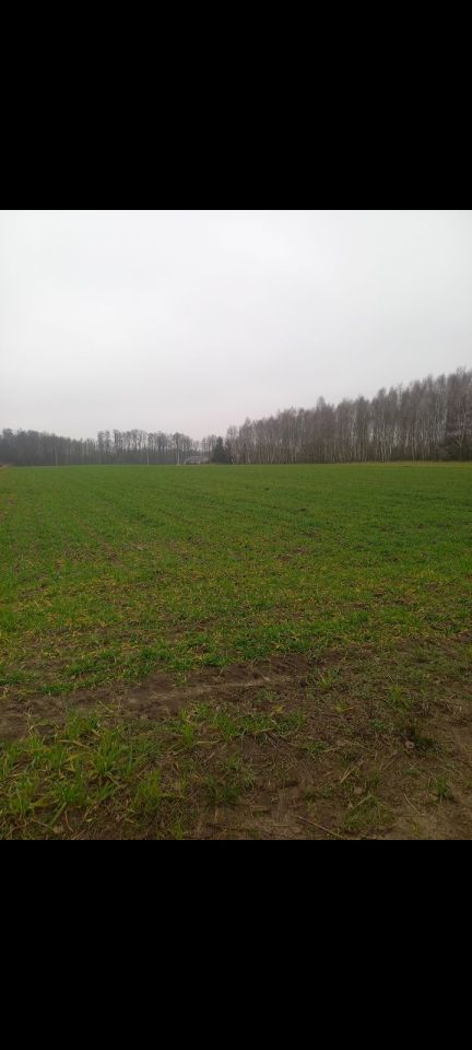 Działka budowlana Olszyc Szlachecki. Zdjęcie 5