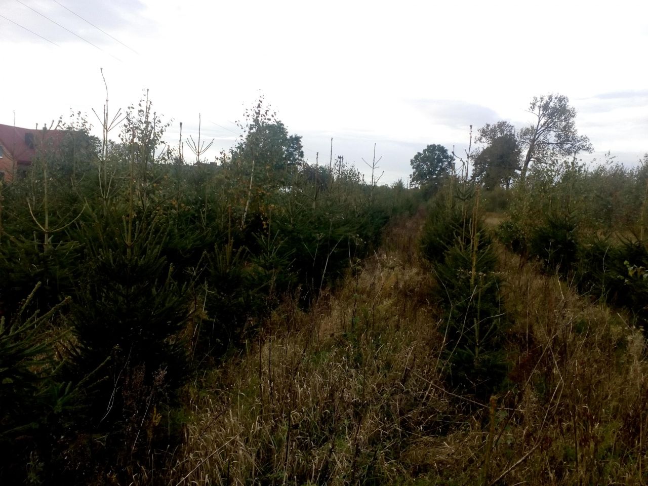 Działka rolna Sromutka. Zdjęcie 6