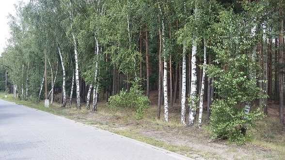 Działka leśna Jarużyn. Zdjęcie 2