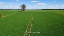 Działka siedliskowa Łabiszewo. Zdjęcie 4