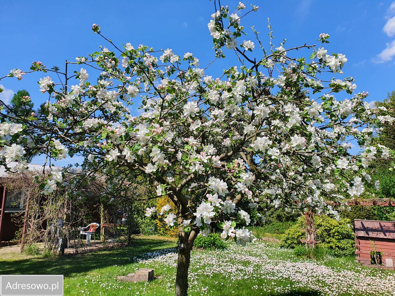 Działka rod Okołowice. Zdjęcie 4