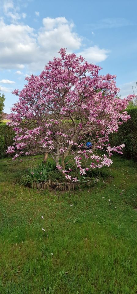 Działka rod Poręba, ul. Modrzewiowa. Zdjęcie 3