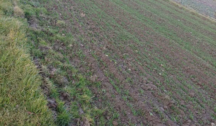 Działka rolna Niechobrz