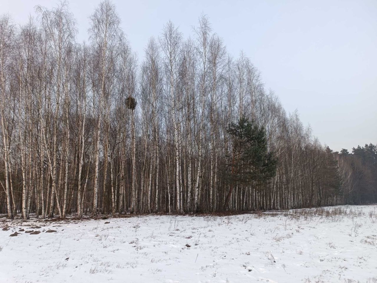 Działka rolna Bieliny. Zdjęcie 5
