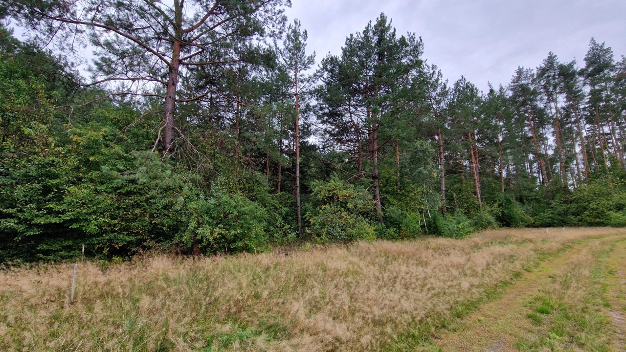 Działka inwestycyjna Wszewilki Pomorska, ul. Leśna. Zdjęcie 14