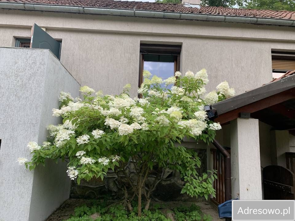 siedlisko, 5 pokoi Rogojny. Zdjęcie 7