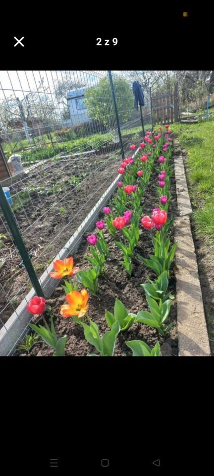 Działka rod Gorzów Wielkopolski, ul. Siewna. Zdjęcie 8