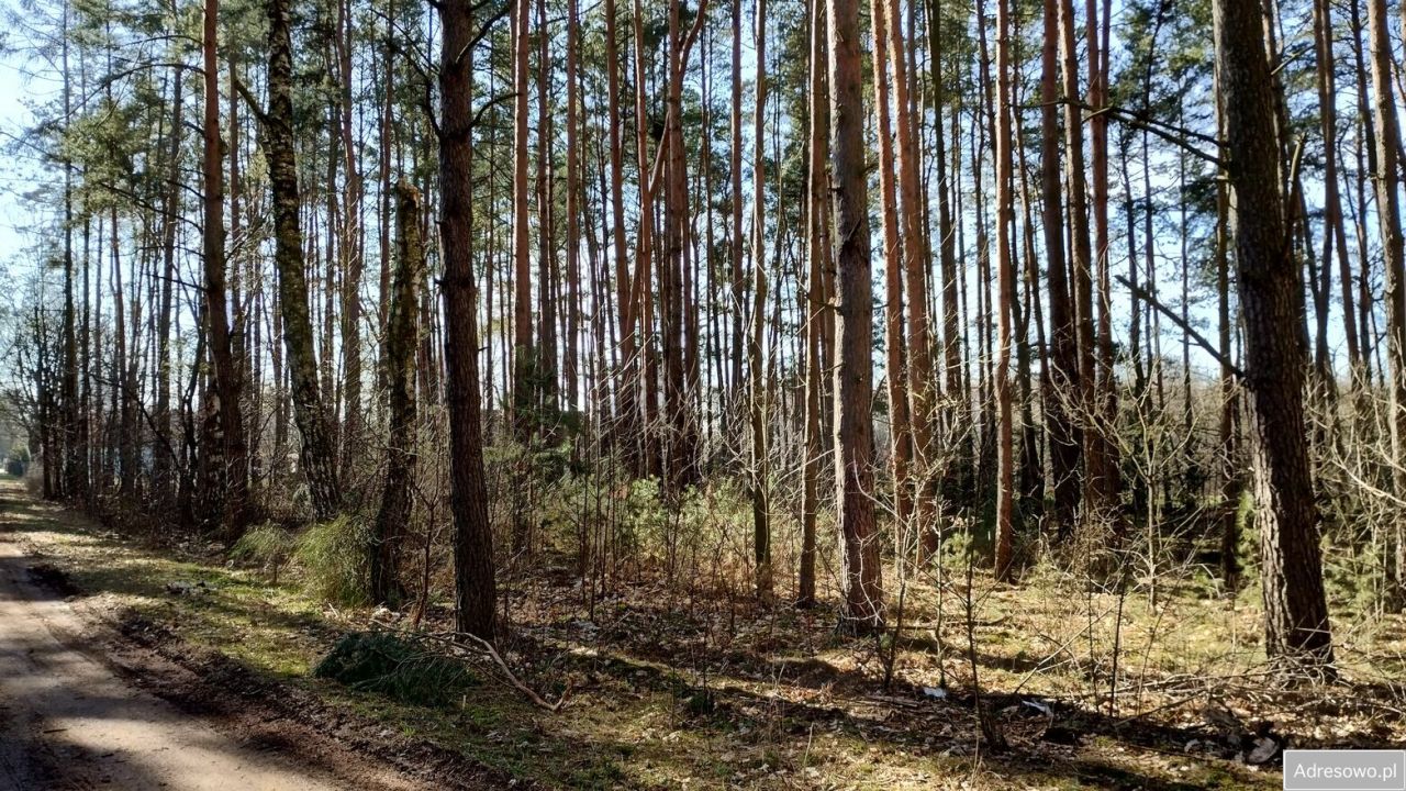 Działka leśna Szczawin. Zdjęcie 2