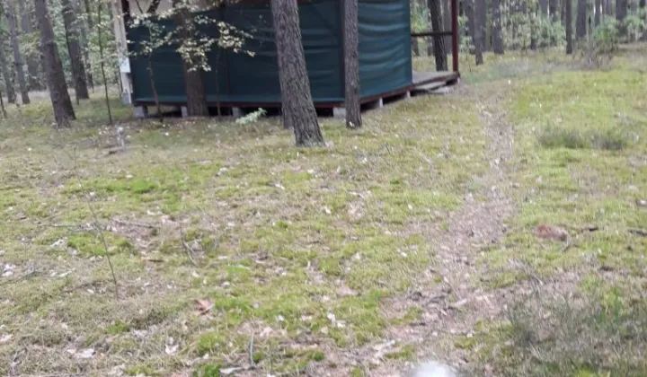 Działka leśna Cyganówka