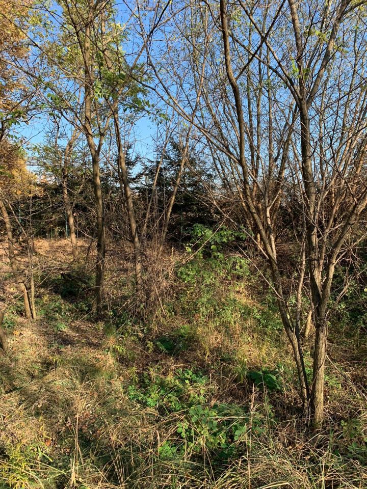 Działka budowlana Grębocin Kolonia Papowska, ul. Okrężna. Zdjęcie 7