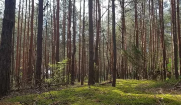 Działka na sprzedaż bez pośredników          
          
            Polanki          
          
            Stare Załubice - Widok 4