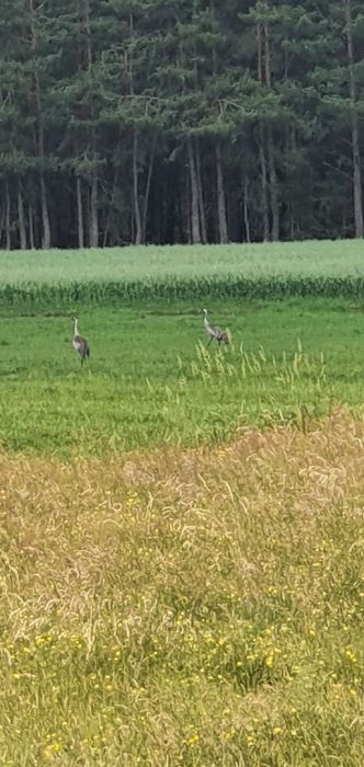 Działka rolna Wdzydze Tucholskie. Zdjęcie 4