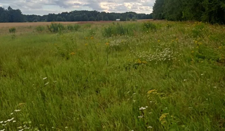 Działka budowlana Kodrąb
