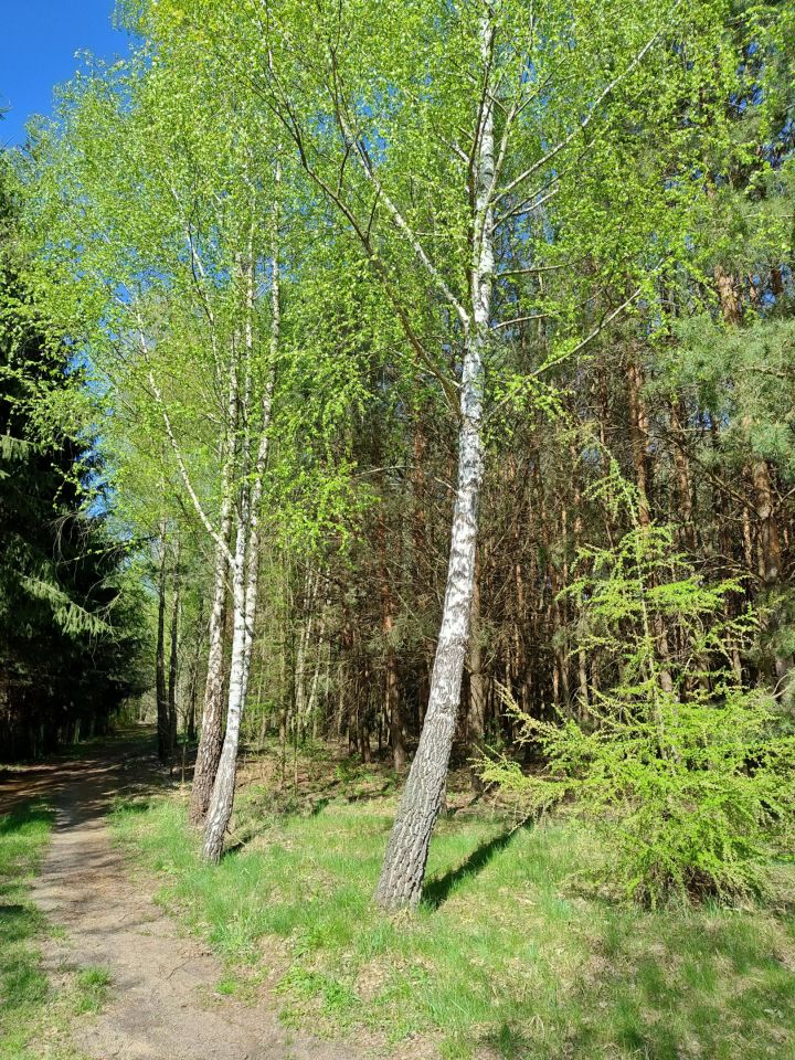 Działka rolno-budowlana Długie Grodzieckie Nad Jeziorem. Zdjęcie 7