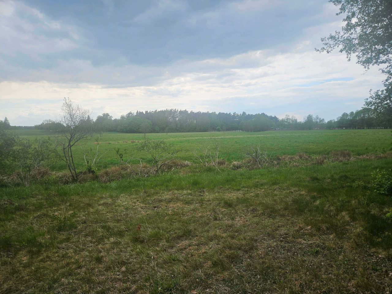 Działka leśna Ciepielewo. Zdjęcie 7