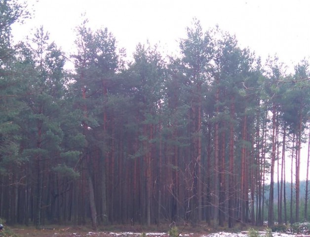 Działka leśna Żelisławice. Zdjęcie 1