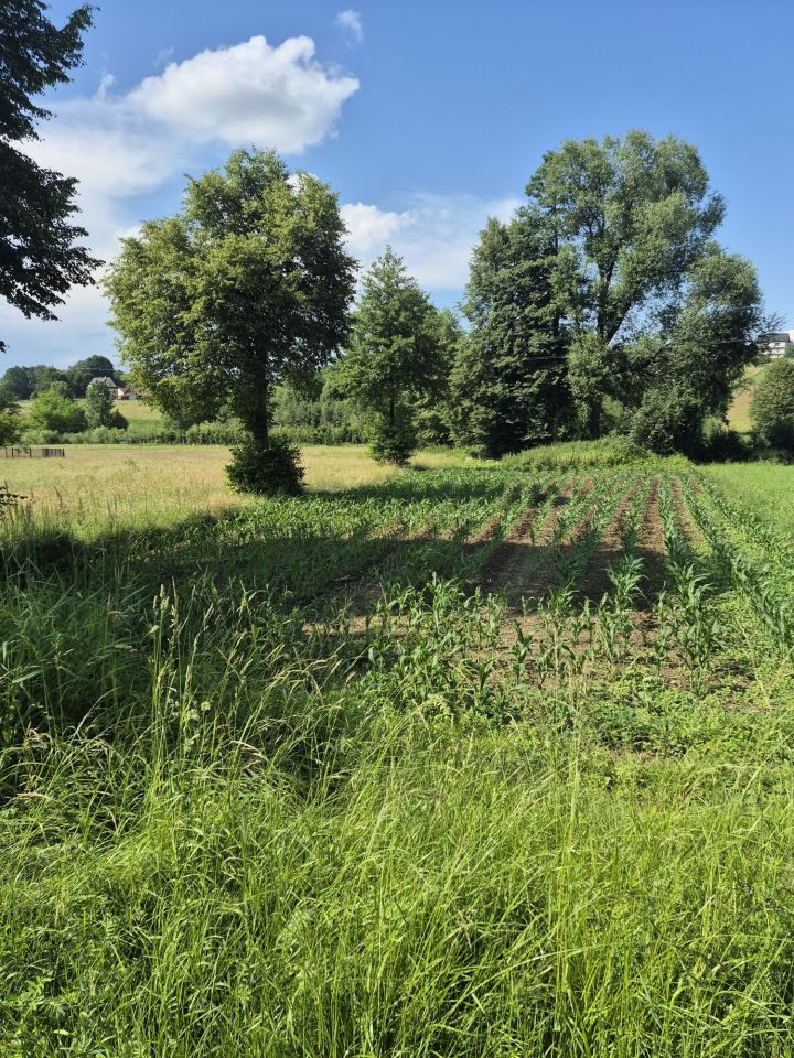 Działka budowlana Łąkta Górna. Zdjęcie 1