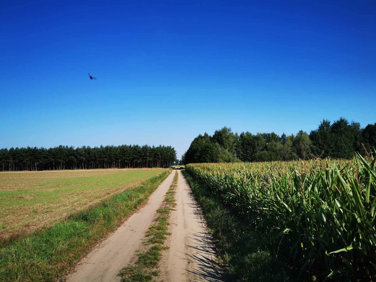 Działka siedliskowa Żegrówko. Zdjęcie 4