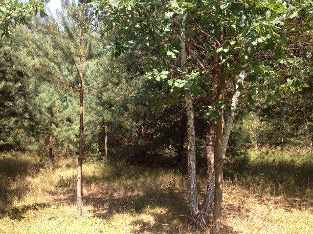 Działka budowlana Helenów. Zdjęcie 3