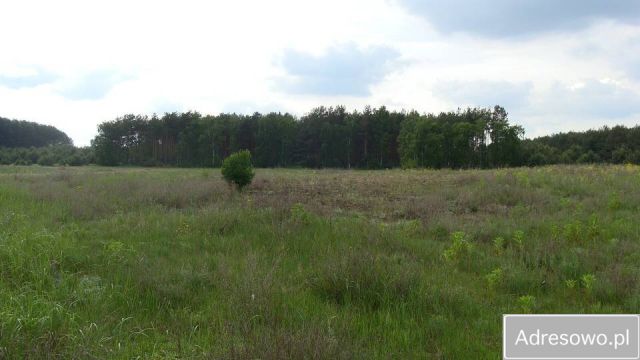 Działka budowlana Korwin. Zdjęcie 1