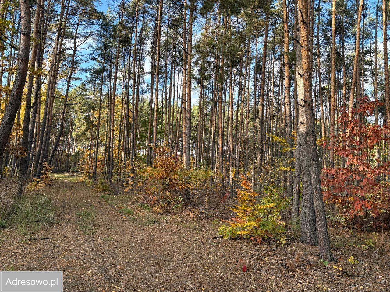 Działka leśna Marynin, ul. Gospodarcza. Zdjęcie 6
