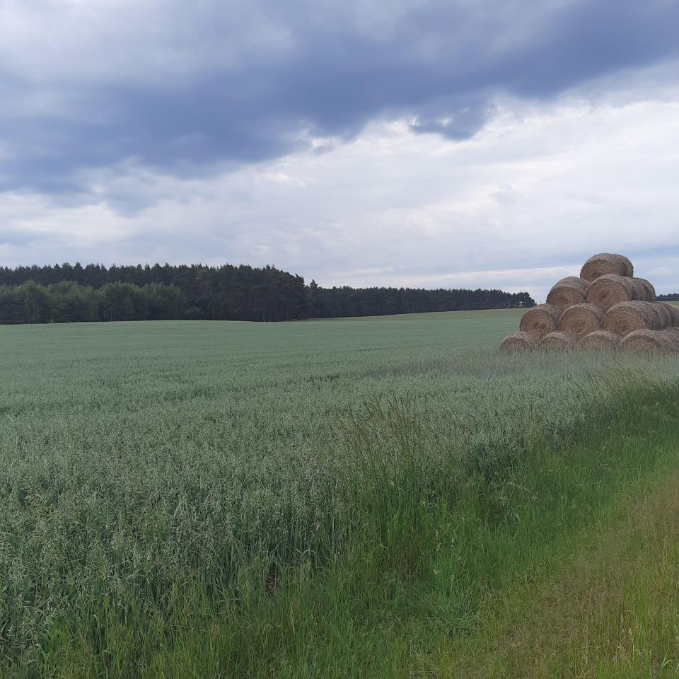 Działka rolna Białężyn. Zdjęcie 3