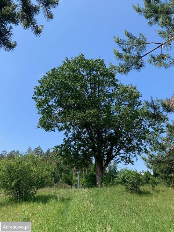 Działka rekreacyjna Sulęczyno, ul. Brzozowa. Zdjęcie 5