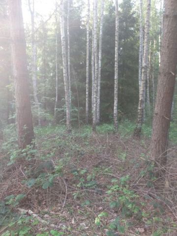 Działka leśna Nowa Huta. Zdjęcie 1