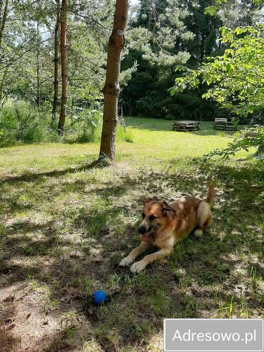 Działka rekreacyjna Nożyno. Zdjęcie 6